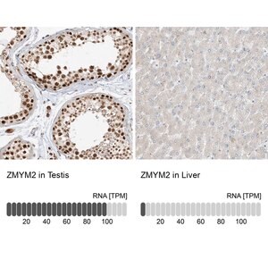 Merck Anti-ZMYM2 antibody produced in rabbit