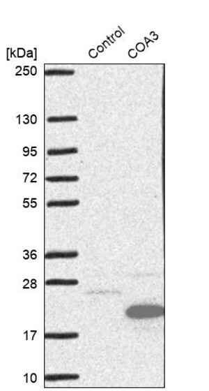 Merck Anti-COA3 antibody produced in rabbit