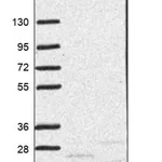 Merck Anti-COA3 antibody produced in rabbit