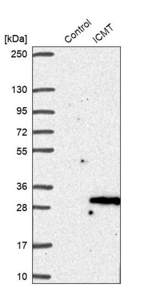 Merck Anti-ICMT antibody produced in rabbit