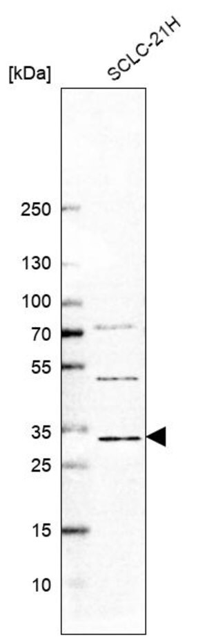 Merck Anti-PUSL1 antibody produced in rabbit