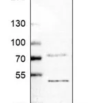 Merck Anti-PUSL1 antibody produced in rabbit