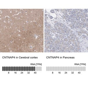 Merck Anti-CNTNAP4 antibody produced in rabbit