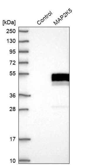 Merck Anti-MAP2K5 antibody produced in rabbit