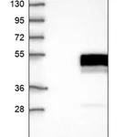 Merck Anti-MAP2K5 antibody produced in rabbit