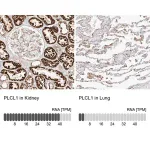 Merck Anti-PLCL1 antibody produced in rabbit