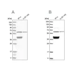 Merck Anti-TCP1 antibody produced in rabbit