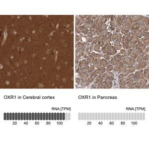 Merck Anti-OXR1 antibody produced in rabbit
