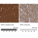 Merck Anti-OXR1 antibody produced in rabbit
