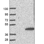 Merck Anti-CDK20 antibody produced in rabbit