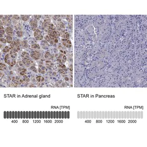Merck Anti-STAR antibody produced in rabbit