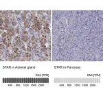 Merck Anti-STAR antibody produced in rabbit