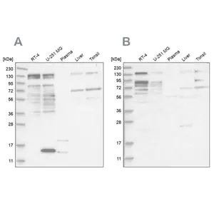Merck Anti-PUM1 antibody produced in rabbit