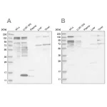 Merck Anti-PUM1 antibody produced in rabbit