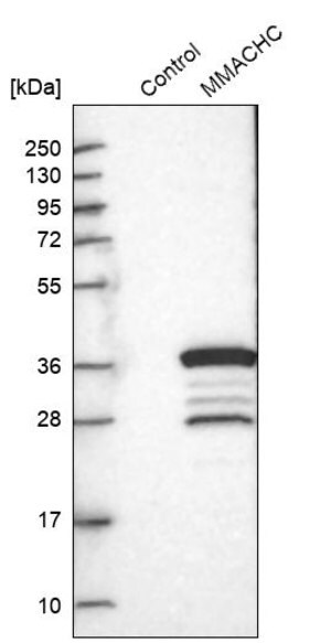 Merck Anti-MMACHC antibody produced in rabbit
