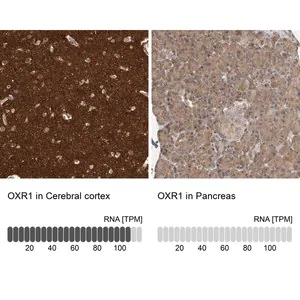 Merck Anti-OXR1 antibody produced in rabbit