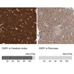 Merck Anti-OXR1 antibody produced in rabbit