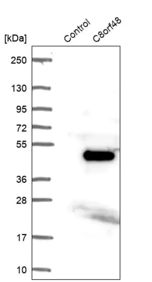 Merck Anti-C8orf48 antibody produced in rabbit