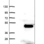 Merck Anti-C8orf48 antibody produced in rabbit