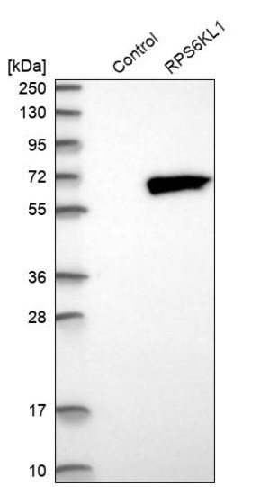 Merck Anti-RPS6KL1 antibody produced in rabbit