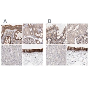 Merck Anti-UFC1 antibody produced in rabbit