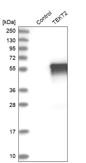 Merck Anti-TEKT2 antibody produced in rabbit