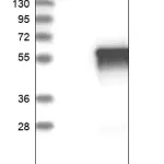 Merck Anti-TEKT2 antibody produced in rabbit
