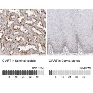 Merck Anti-CIART antibody produced in rabbit