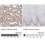 Merck Anti-CIART antibody produced in rabbit