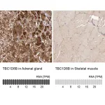 Merck Anti-TBC1D8B antibody produced in rabbit