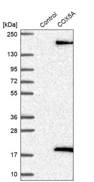 Merck Anti-COX5A antibody produced in rabbit