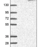 Merck Anti-COX5A antibody produced in rabbit