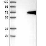 Merck Anti-VPS45 antibody produced in rabbit