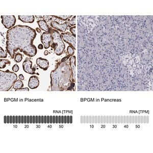 Merck Anti-BPGM antibody produced in rabbit