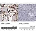 Merck Anti-BPGM antibody produced in rabbit