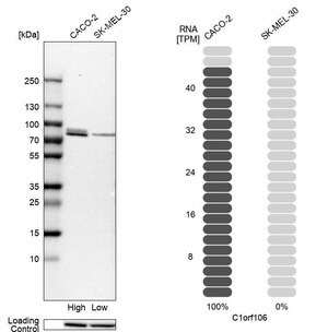 Merck Anti-C1orf106 antibody produced in rabbit