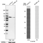 Merck Anti-C1orf106 antibody produced in rabbit