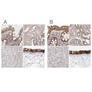 Merck Anti-UFC1 antibody produced in rabbit