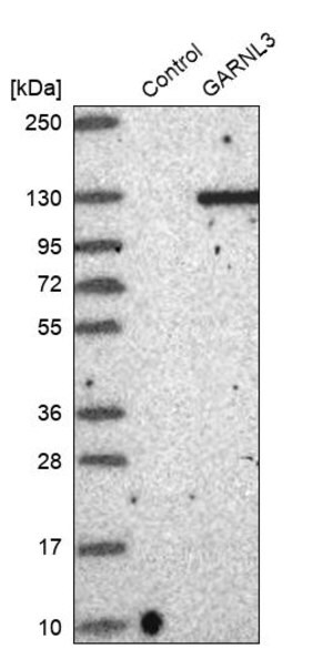 Merck Anti-GARNL3 antibody produced in rabbit