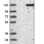 Merck Anti-GARNL3 antibody produced in rabbit