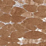 Merck Anti-LRP5L antibody produced in rabbit