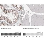 Merck Anti-SCAF4 antibody produced in rabbit