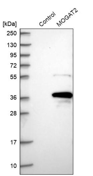 Merck Anti-MOGAT2 antibody produced in rabbit