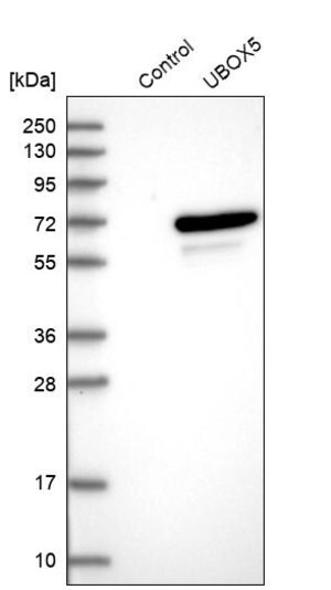 Merck Anti-UBOX5 antibody produced in rabbit