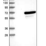 Merck Anti-UBOX5 antibody produced in rabbit