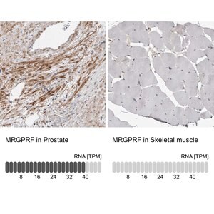 Merck Anti-MRGPRF antibody produced in rabbit
