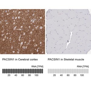 Merck Anti-PACSIN1 antibody produced in rabbit