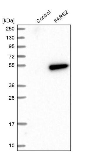 Merck Anti-FARS2 antibody produced in rabbit