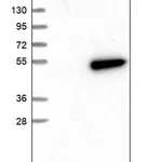 Merck Anti-FARS2 antibody produced in rabbit