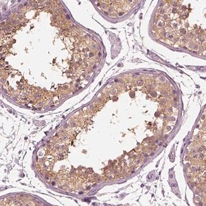 Merck Anti-TRIM69 antibody produced in rabbit